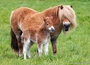 paarden ansichtkaarten