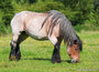paarden ansichtkaarten