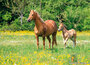 paarden ansichtkaarten