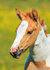 paarden ansichtkaarten