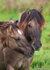 paarden ansichtkaarten