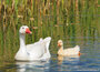 Vogel kaarten