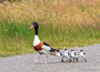 Vogel kaarten