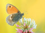Lente kaarten