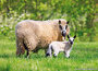 Dieren kaarten