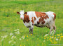 Dieren kaarten