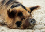 Dieren kaarten