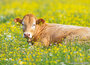 Dieren kaarten