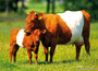 Dieren kaarten