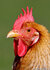 Dieren kaarten