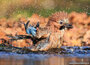 ansichtkaarten vogels