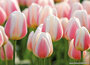 Postcrossing ansichtkaarten