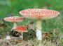 paddestoelen kaarten