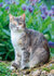Katten kaarten
