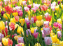 lente kaartjes