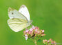 Lente kaarten