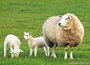 Lente kaarten