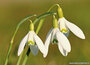 Lente kaarten