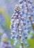 Lente kaarten